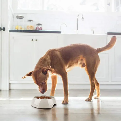 Miniatura 6 de Flexzion Cuenco para perros de alimentación lenta, base antideslizante resistente para mascotas, comedero para cachorros, contenedor de agua
