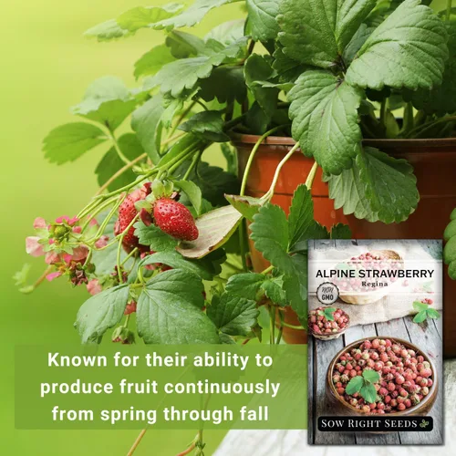Miniatura 3 de Sow Right Seeds - Semillas de fresa Regina Alpine para plantar - Paquete de reliquia sin OMG con instrucciones para plantar y cultivar un huerto