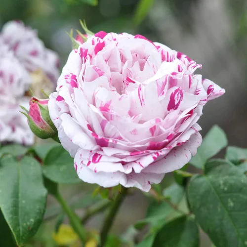 Rosas Bourbon Heirloom, Planta de raíz propia viva para jardín al aire libre, Variegata di Bologna, Moderadamente fragante, Zonas de rusticidad: