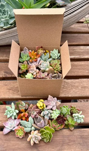 The Succulent Cult - 15 esquejes variados de suculentas vivas, no hay 2 suculentas iguales, ideales para terrarios, mini jardines y como plantas de