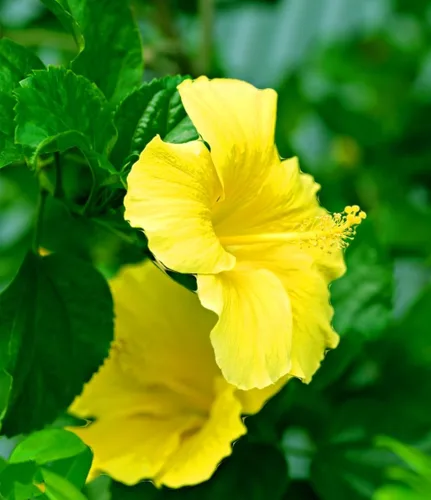Miniatura 5 de SeedsTop - 45 semillas de hibisco amarillo flor perenne reliquia rara flor exótica planta de árbol Perennial, Heirloom, Rare Flower, Exotic Tree