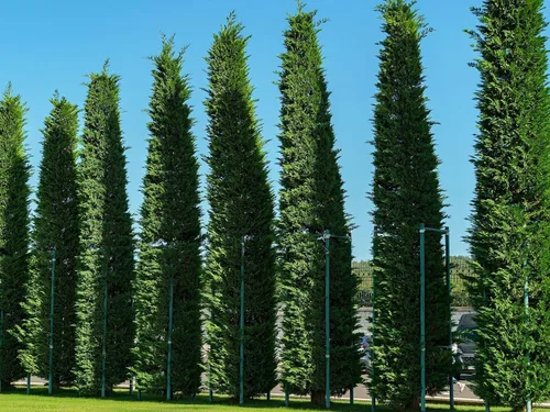 Miniatura 10 de Greenwood Nursery: Árboles vivos – Árbol arborvitae gigante verde + Thuja Standishii X Plicata – [Cantidad: 5 x 2.5 macetas]