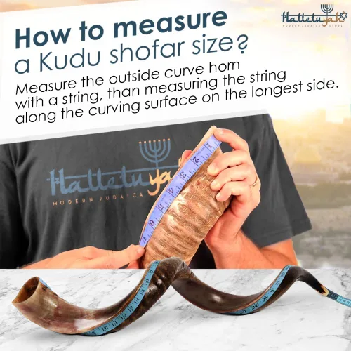 Miniatura 7 de HalleluYAH Shofar Kosher original de cuerno Kudu medio pulido de Israel