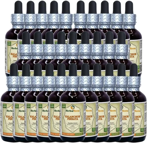 Miniatura 3 de Herbal Terra LLC Kalanchoe Pinnata (Bryophyllum Pinnatum) Extracto líquido sin alcohol de hojas secas y tallos de glicerita, 2 onzas líquidas