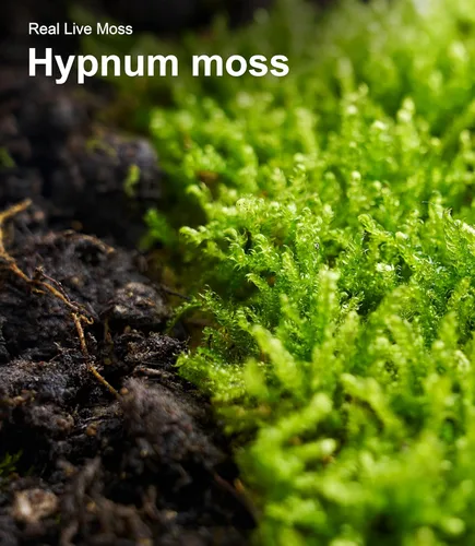 Miniatura 7 de Real Live Moss - Paquete variado (cada uno de 3.5 x 7 pulgadas), musgo real decorativo para terrarios, mini jardines, plantas en maceta y bonsái
