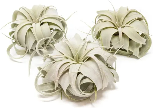Air Plant Shop Paquete de 6 mini Tillandsia Xerographica, al por mayor y a granel, suculentas, Tillandsia viva, plantas de interior y exterior de