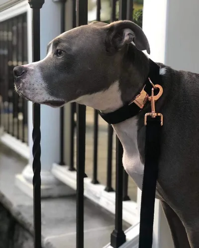 Miniatura 3 de ARING PET Collar y correa para perro, juego de collar y correa de terciopelo para perro, suave y cómodo, collares ajustables para perros