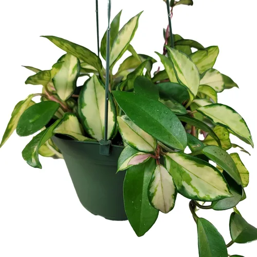 Hoya Krimson Princess, Hoya Carnosa Vareiagata, plantas de interior vivas de Hoya, llegada viva garantizada (planta de arrastre XXL en maceta de 6