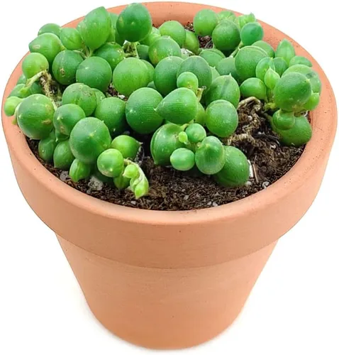 Miniatura 3 de String of Pearls Senecio Rowleyanus (maceta de plástico de 2 pulgadas) – La mejor planta de interior para decoración de hogar y oficina