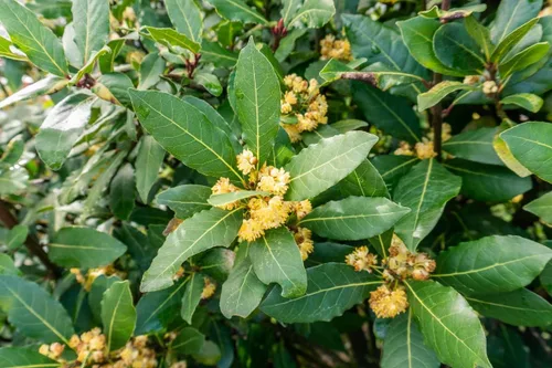 Miniatura 2 de Laurel - Árbol de hoja de laurel Laurus Nobilis de 10 pulgadas de altura, adornos para interiores y exteriores, plantas perennes, cultivo de jardín