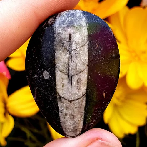 Miniatura 5 de Orthoceras - Espécimen de piedra fósil natural de reiki curativo metafísico de cristal de chakras, juego de 2 piezas, transparente