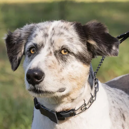 Miniatura 6 de Collar para Perro Herm Sprenger de Acero Inoxidable Negro con Hebilla de Liberación Rápida ClicLock y Inserción de Biothane Collar de Entrenamiento