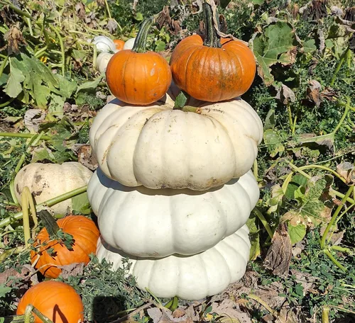 Miniatura 6 de TomorrowSeeds - Semillas de calabaza boer blancas planas - Paquete de más de 10 unidades - Apilables Cenicienta acanaladas de jabalí de otoño Casper