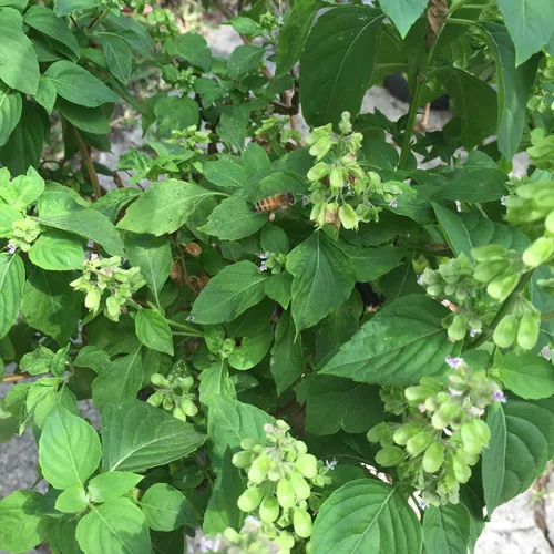 Miniatura 4 de Semillas de albahaca peruana (Ocimum micranthum) Más de 20 semillas en cápsulas de semillas congeladas - Plante semillas ahora o almacenamiento