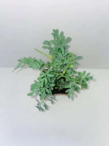 Miniatura 2 de Ruda/Rue - Planta completa con raíz en maceta de 4 pulgadas
