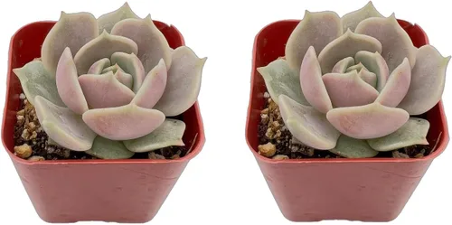 Juego de suculentas, paquete de 2 Echeveria 'Lola', suculentas vivas totalmente arraigadas, aproximadamente 2 pulgadas grandes, regalo único
