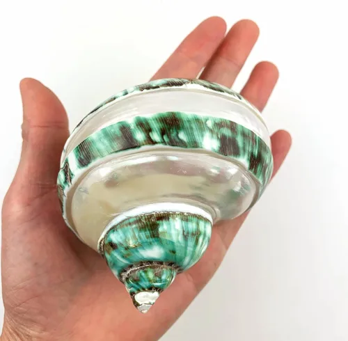 Miniatura 3 de Heyiwell Grandes conchas turbo verdes y perlas, cangrejo ermitaño para manualidades, decoración náutica del hogar, 3.5 ~ 4 pulgadas