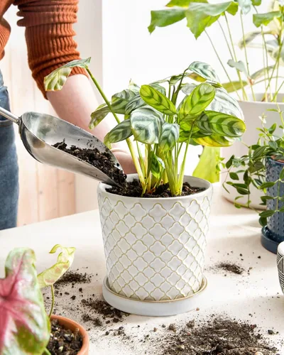 Miniatura 2 de LE TAUCI Macetas de cerámica para plantas, macetas de 5.4 pulgadas con orificio de drenaje y platillo, macetas de interior para suculentas, plantas