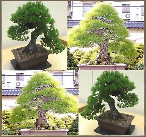 Miniatura 6 de Pinus thunbergii (semillas de pino negro japonés, forma atractiva y características únicas, semillas de MySeeds.Co, elige la cantidad (1 oz)