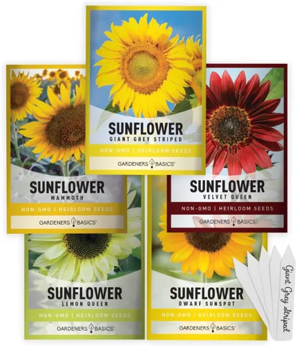 Gardeners Basics, Semillas de girasol para plantar flores (paquete de 5) – Velvet Queen, mancha solar enana, reina limón, gigante y mamut mezcla a