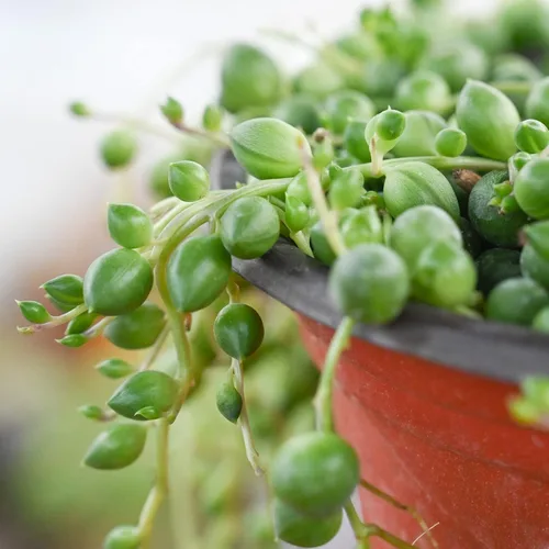 Miniatura 9 de Cadena de perlas (Senecio Rowleyanus) de 4 pulgadas, suculenta viva enraizada en macetas con mezcla de tierra, planta doméstica rara para decoración