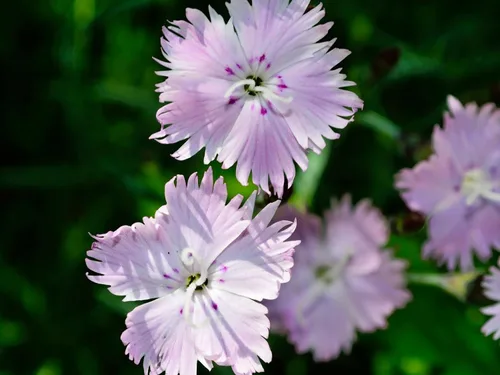 Miniatura 2 de Guardería Greenwood: Plantas Perennes Vivas - Rosa de Bath + Dianthus Gratianopolitanus - [Cantidad: 1x Maceta de Pinta]