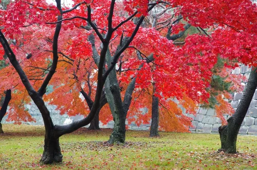 Miniatura 2 de 50 semillas de árbol de arce rojo Impresionantes hojas rojas