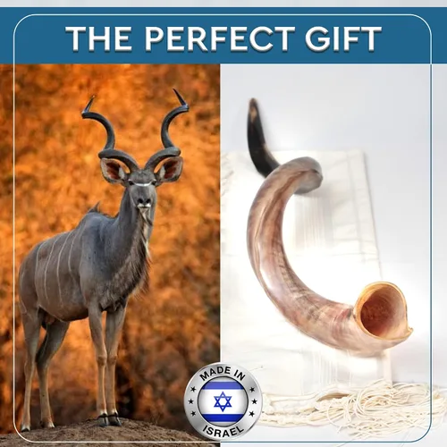 Miniatura 10 de YOMTOV-SHALOM Kudu Shofar Shofar en venta Kosher de Israel 35-39 pulgadas