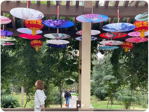 Miniatura 6 de Sombrilla aceitada hecha a mano de 33 pulgadas de seda de bambú, arte chino japonés, paraguas de baile clásico, flor de ciruelo para bodas