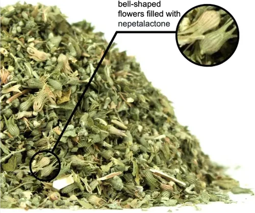 Miniatura 2 de Feline Fantasy Blend, Silvervine: hierba gatera americana orgánica certificada por USDA con Silvervine Matatabi, 1 taza de recambio – Respetuoso