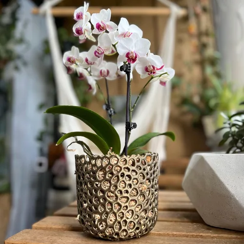 Miniatura 2 de Maceta cilíndrica de malla para orquídeas, maceta de orquídea, maceta de orquídea, maceta de orquídeas, maceta para plantas de aire, maceta
