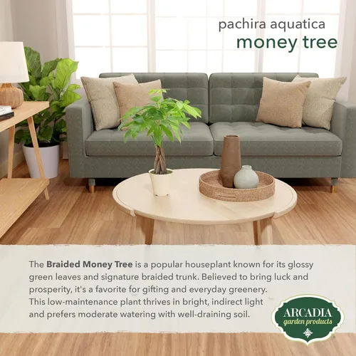Miniatura 4 de Árbol de dinero trenzado vivo Pachira Aquatica Planta de interior en maceta de plástico de marca Arcadia Garden, regalo para coleccionista de Money