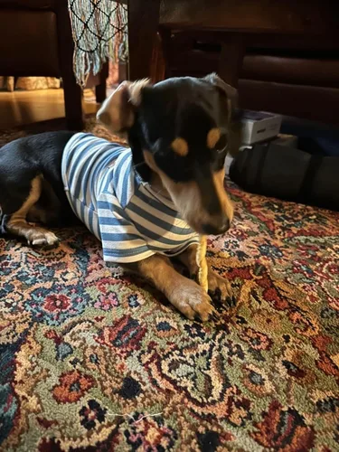 Miniatura 7 de Camisa de cuello alto para perro, lindo bordado de perrito, sudadera súper suave para perro, jersey elástico a rayas para cachorro, para gatos