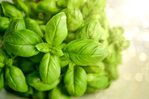 Miniatura 2 de Semillas de albahaca de hoja grande, más de 700 semillas para plantar sin OMG