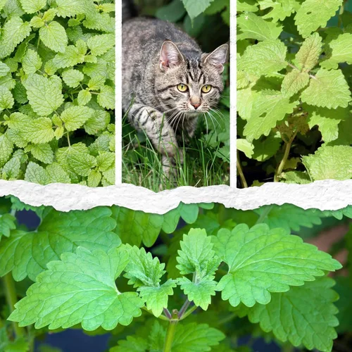 Miniatura 2 de Seed Needs Semillas de hierba gatera para plantar Nepeta cataria - Semillas de hierbas sin OMG y sin tratar para plantar y cultivar un jardín