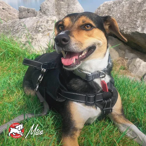 Miniatura 8 de Fromm Alimento clásico para perros adultos, alimento seco prémium para perros grandes, medianos y pequeños, receta de pollo, 5 libras