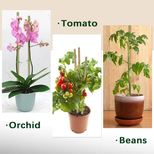 Miniatura 3 de BOVITRO - Estacas para plantas, palitos de bambú natural de jardín de 18 pulgadas, 20 estacas de apoyo para plantas de tomates, frijoles, vegetales