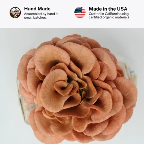 Miniatura 6 de Kit de cultivo de hongos ostra rosa de Forest Origins, fácil para principiantes y de uso sencillo, crece en 10 días Hecho a mano en California