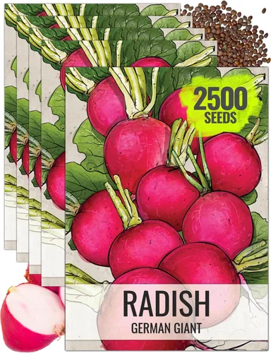Miniatura 23 de Seed Needs Semillas de rábano para plantar rábanos sandía, reliquia sin OMG y sin tratar, cultiva un huerto cultivado en casa, cultivos para clima