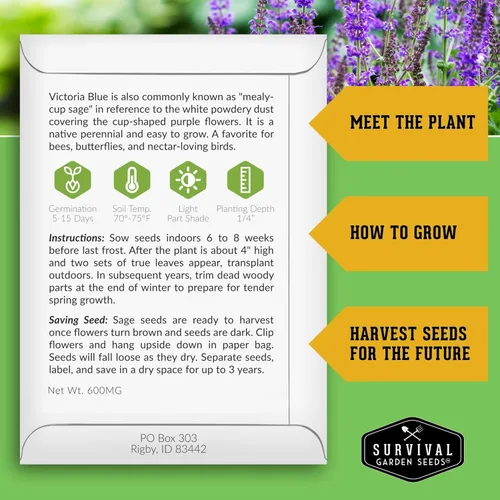 Miniatura 2 de Victoria - Semillas de salvia azul para plantar, semillas de harina de reliquia Salvia Farinacea, flores polinizadoras para bordes y jardines