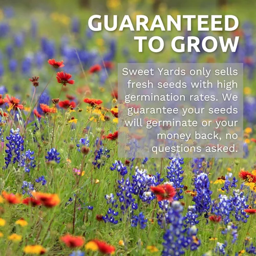 Miniatura 6 de Velvet Queen Sunflower - Bolsa a granel de 1/4 libra - 4,000 semillas de flores para plantar - Helianthus annuus