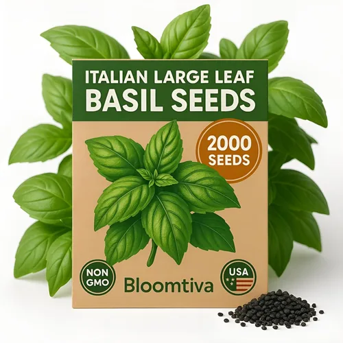 2000 semillas de albahaca para plantar, hojas grandes italianas, sin OMG y hierbas tradicionales para plantar, albahaca Tulsi cultivada en Estados