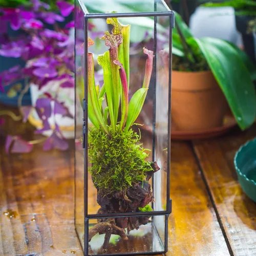 Miniatura 4 de NCYP Terrario de cristal cerrado con puerta, 3.9 x 3.9 x 11.8 pulgadas, maceta rectangular alta para helechos, plantas suculentas, decoración
