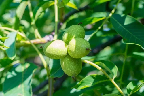 Plántulas de nogal de los Cárpatos para plantar - Nuez inglesa, Juglans regia (2 plántulas) - No hay barco a California