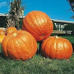 Calabaza BIG MAX Great Heirloom Vegetal de Seed Kingdom 1 libra de semillas