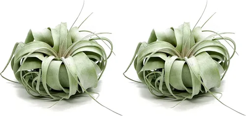 Miniatura 19 de ragnaroc Plantas de aire – Tillandsia Xerographica, gigante de 9-14 pulgadas – 1 unidad – Llegada viva garantizada – Plantas