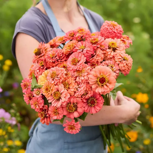 Miniatura 97 de Eden Brothers - Semillas de zinnia, cactus con flores, sin OMG, plantar en primavera, paquete, flores de bajo mantenimiento, zonas 3, 4, 5, 6, 7, 8