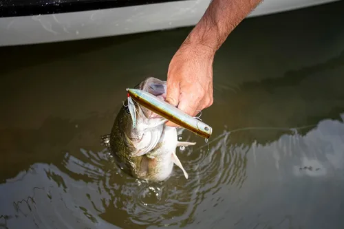 Miniatura 15 de Berkley - Señuelo de pesca Choppo para superficie del agua, de 4.72 in, hélice mejorada para máxima perturbación de la superficie, equipado