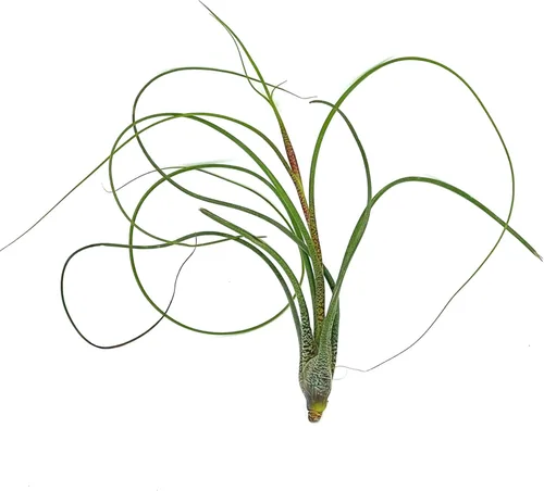 ragnaroc Plantas de Aire Vivas - Tillandsia Butzii, Jumbo 7-9" - 1ct - Llegada Viva Garantizada - Plantas de Casa para Decoración del Hogar y Regalo