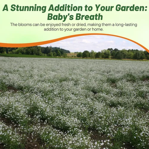 Miniatura 6 de Outsidepride Gypsophila White Baby - Semillas de aliento de bebé – 1/4 lb. Semillas de flores silvestres resistentes anuales, fáciles de cultivar